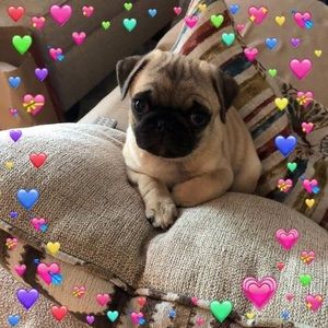 Meet your Posher, Sharon